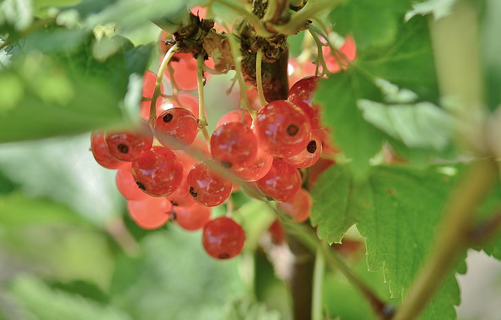 currant, fruits, red, green, nature, fresh, garden