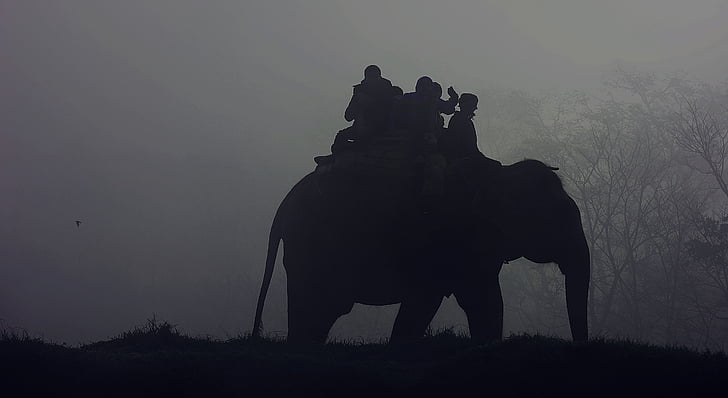 fermer, photo, silhouette, gens, Ride, éléphant, brouillard