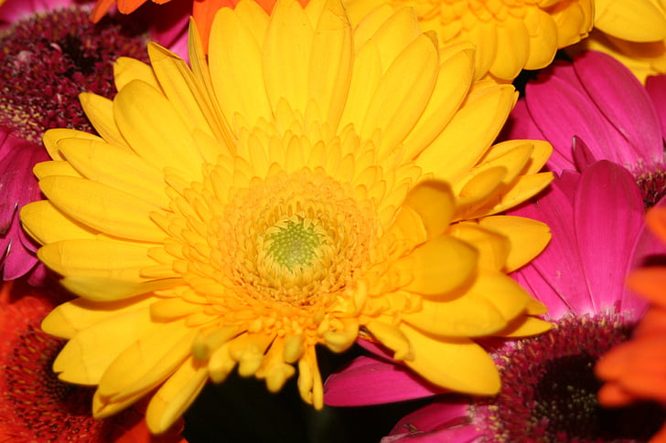 Gerbera, gul blomma, sommar blomma