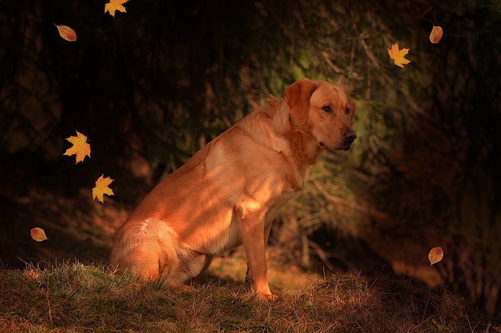 cane, Labrador, animale domestico, animale, pelliccia, foglie, autunno