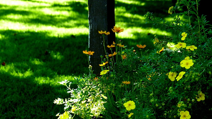 plants, flowers, color, summer, bloom