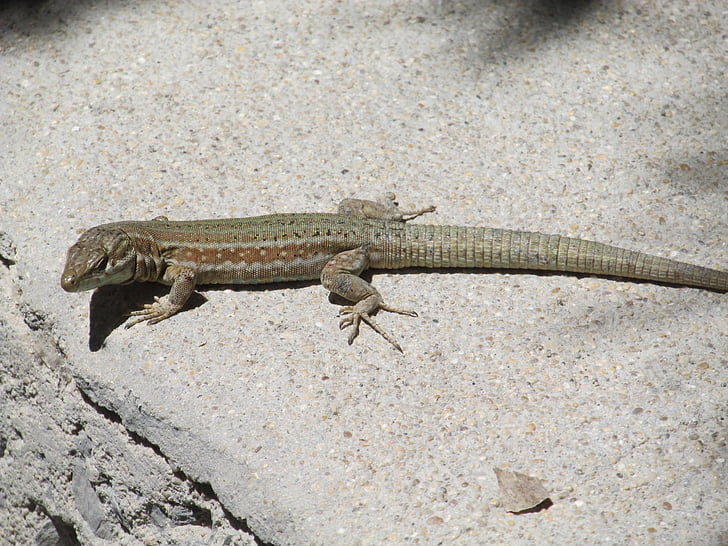 lizard, reptile, animal, nature, wildlife