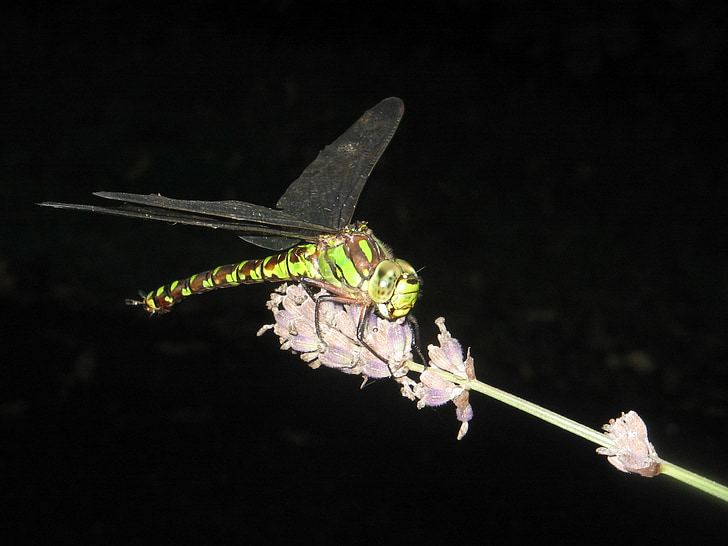 Dragonfly, hmyz, křídlo, zvíře