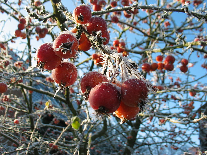 berries, frost, winter, frozen, cold, berry red, icy