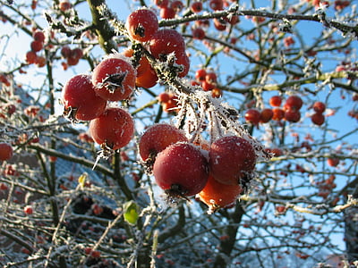 fructe de padure, Frost, iarna, congelate, rece, boabe rosu, ioan