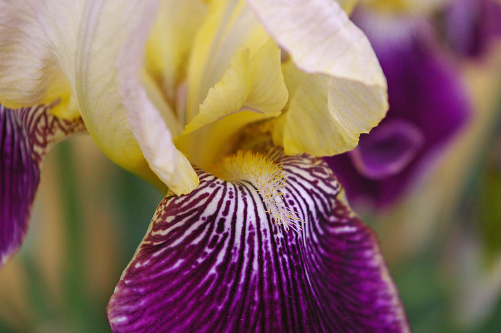 Iris, ljiljan, zrno, ljubičasta, ljubičasta, žuta, cvijet
