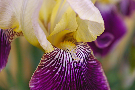 Iris, lliri, gra, violeta, porpra, groc, flor