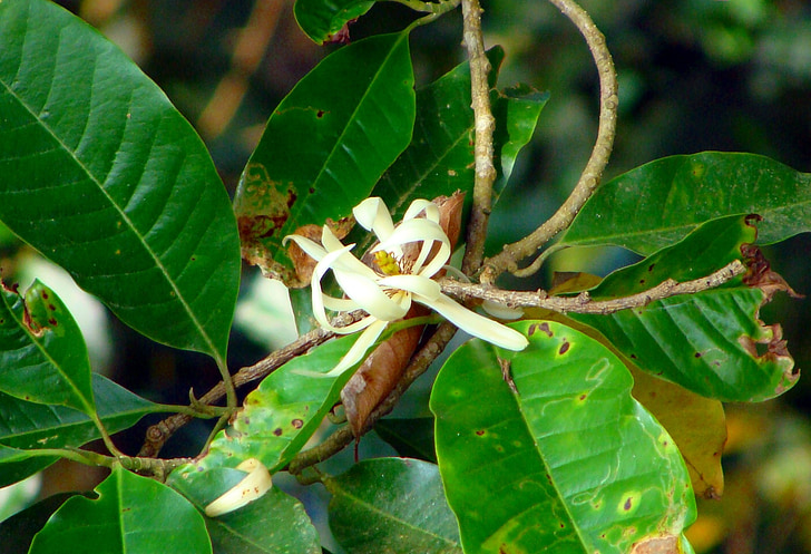 Michelia champaca, Champa, Blume, Champak, Parfüm-Baum, Indien