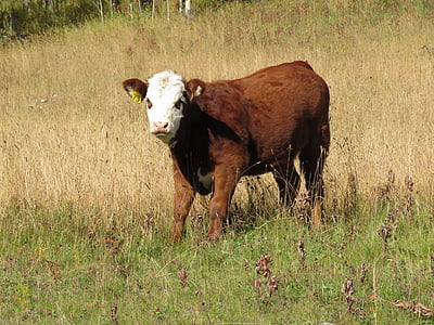 cow, calf, cattle, animal, baby, brown, field