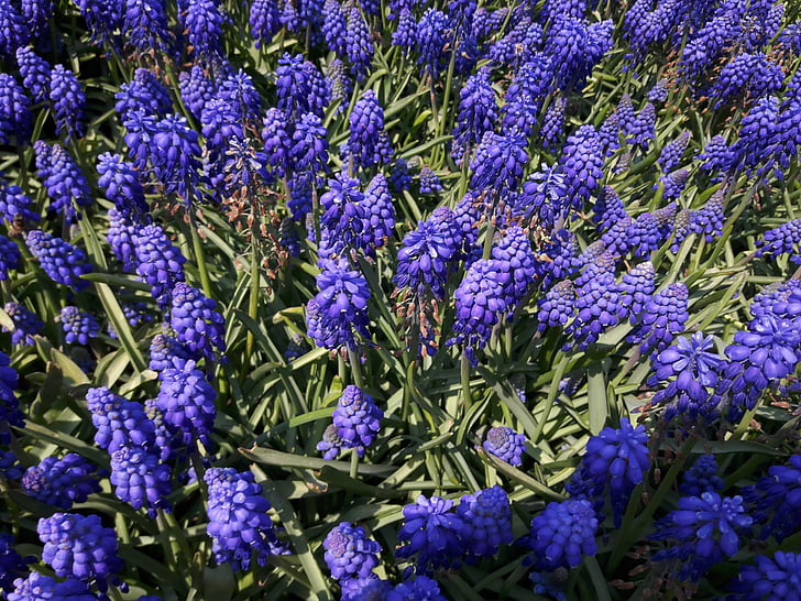 hiacintas, violetinė, sodas