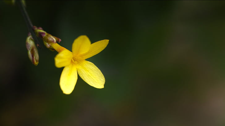 youngchun thứ ba, đầu mùa xuân, Hoa màu vàng, seonyudo, Hoa để chào đón mùa xuân, Thiên nhiên, thực vật