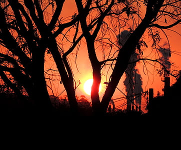 trees, pollution, sol, sunset, against light