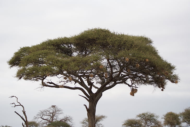 Baobab, árbol, África, Kenia