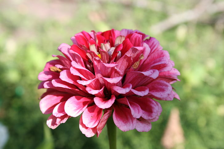 flower, plant, pink, beautiful, nature, petal, pink Color