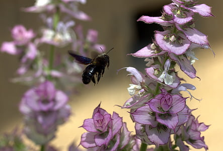 bee, flight, pollination, insecta, flower, nature