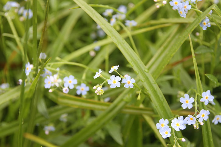 forget-me-not, meadow, flower