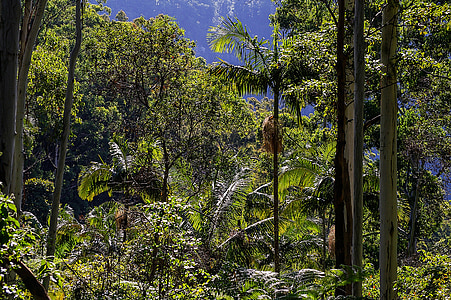 floresta tropical, floresta, Austrália, Queensland, eucaliptos, dos eucaliptos, palmas das mãos