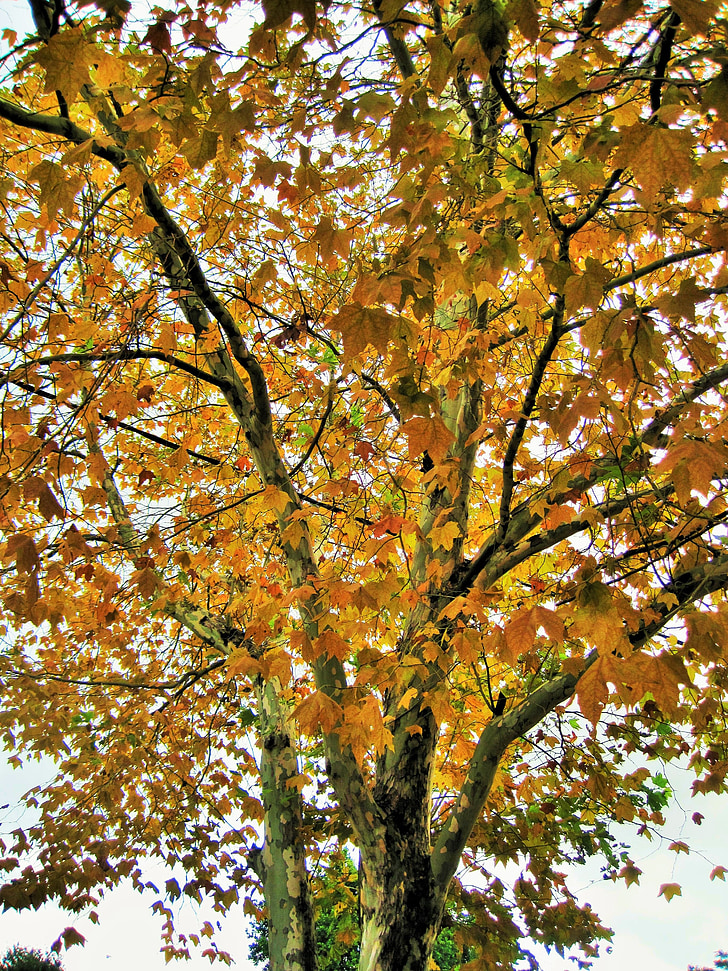 листя, дерево, жовтий, Осінь, пори року