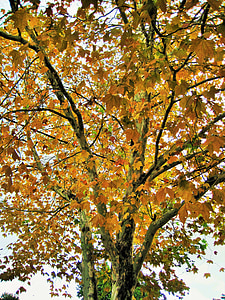 listi, drevo, rumena, jeseni, letni časi