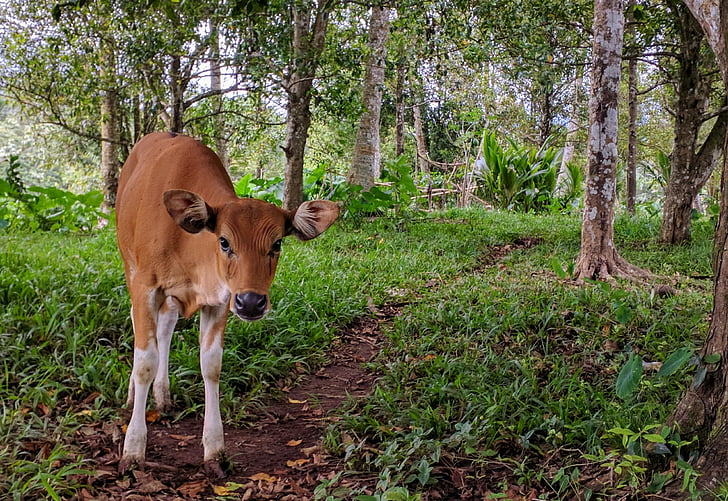 karvė, gyvūnų, Balio salos, Bali, naminiai gyvūnai, gyvūnų temos, medis