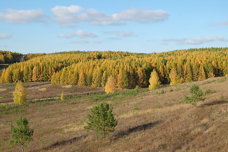 Есен, жълто, Есенна гора, листа, златна есен, жълти листа, гора
