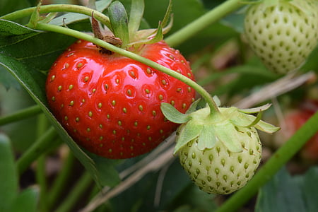 草莓, 红色, 绿色, 水果, 成熟, 不成熟, 草莓植物
