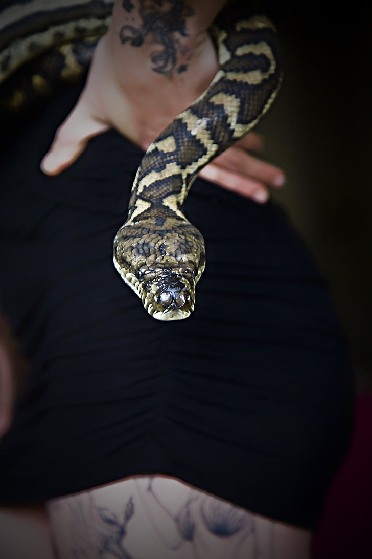 serpiente, cabeza de serpiente, cabeza de serpiente, Python, reptil, Ecología, vida