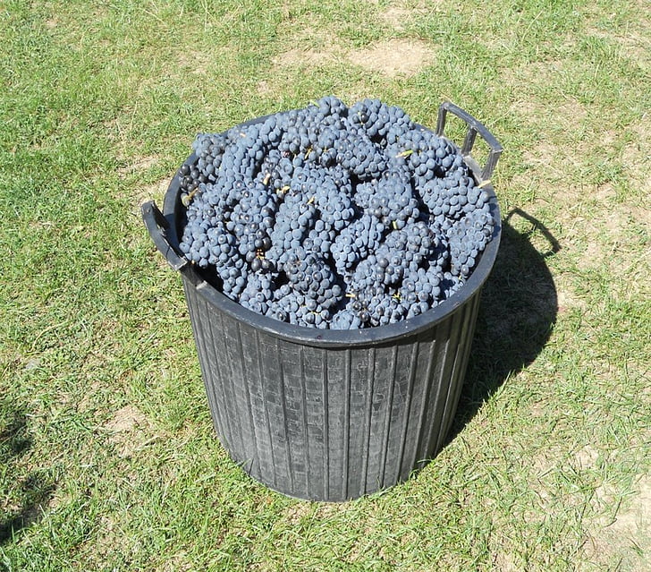 zwarte druiven, wijnstokken, Merlot, oogst, natuur