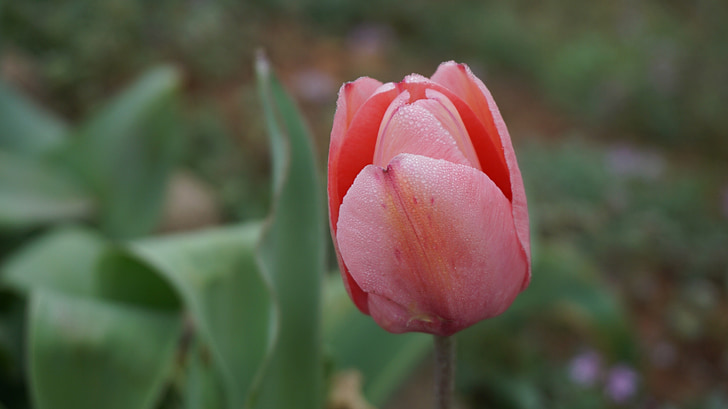 tulipaner, blomster, våren, rosa, Tulip, blomstrer, natur