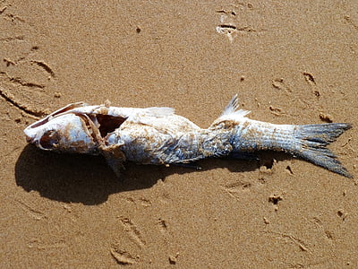 животное, Рыба, пляж, смерть, промывают вверх