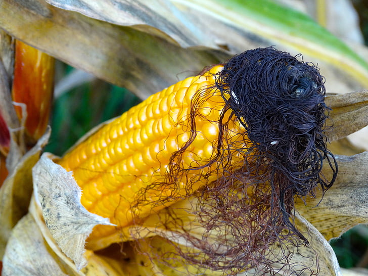 corn on the cob, corn hair, corn on the cob hair, hair, corn, corn plant