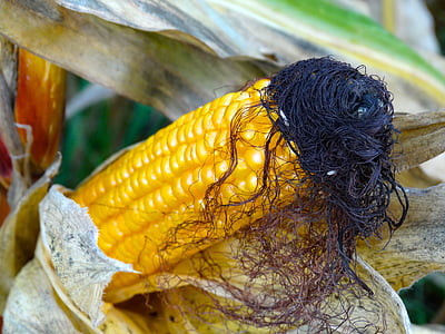 Corn par vālīšu, kukurūzas mati, kukurūzas vālīšu mati, mati, kukurūza, kukurūzas augu