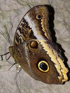 kupu-kupu, Rintisan bertopik noctuinae, probe, terbang, sayap, hewan, serangga