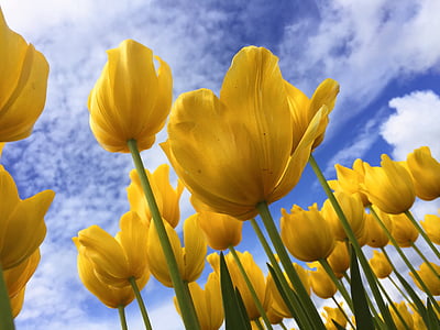 planter, blomster, Tulipaner, Blossom, Bloom, yellwo, forår