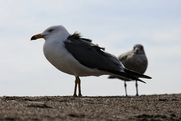 animal, sky, sea, beach, sand, sea gull, seagull