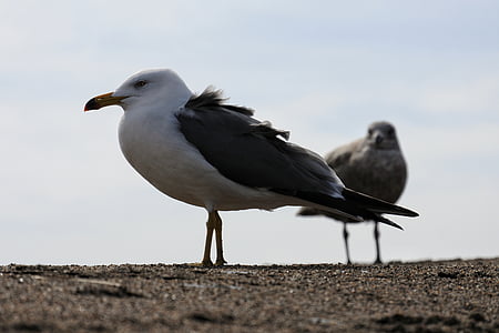 animal, cielo, mar, Playa, arena, gull del mar, Seagull