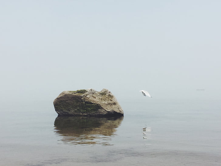 photo, white, seagull, body, water, boulder, top