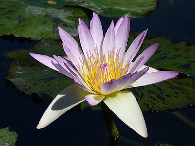 water lily, purple, blossom, bloom, flower, aquatic plant, water
