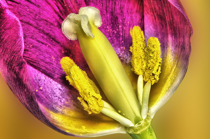 Tulip, blomma, HDR, våren, blommig, naturen, vårblomma