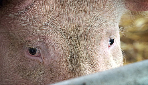 cerdo, cerdo, ojos, mirada, mirada fija, mirando, mirando
