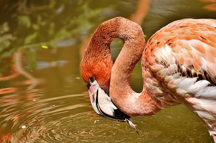 Flamingo, ptáci, vodní pták, barevné, zvířata, peří, Příroda