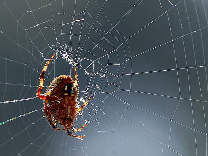 蜘蛛网, 蜘蛛, bug, 昆虫, 动物, 动物群