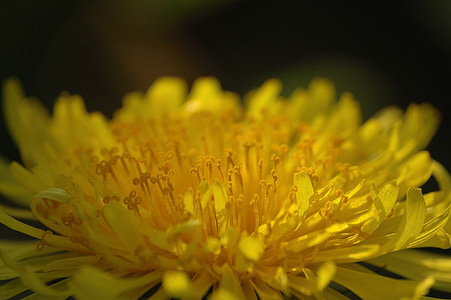 dandelion, flower, yellow