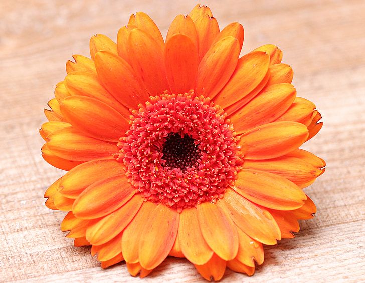 Gerbera, Hoa, Blossom, nở hoa, đầy màu sắc, màu da cam, hoa cam