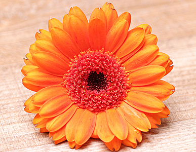 Gerbera, bunga, Blossom, mekar, warna-warni, Orange, bunga jeruk