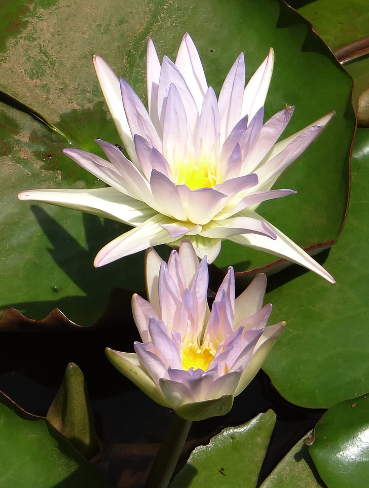 lily, water lily, nymphaea caerulea, blue water lily, sacred blue lily, nymphaeaceae, flower