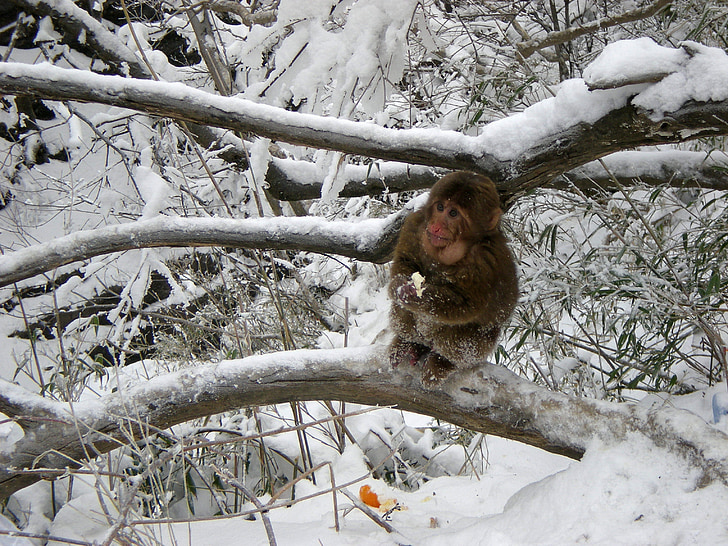 Monkey, snö, vinter