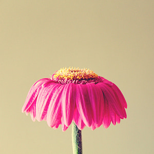 gerbera, withered, pink, flower, faded, blossom, bloom