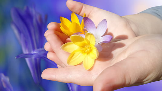 crocus, flower, flowers, bloom, hand, beautiful, child's hand