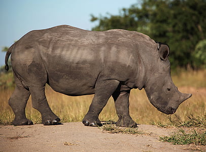 South, Afrika, Sabi, piesok, Rhino, voľne žijúcich živočíchov, Safari